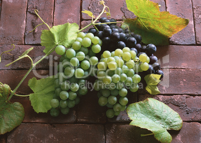 Natural Fruit Harvest