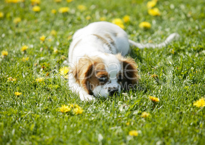 Adorable dogs