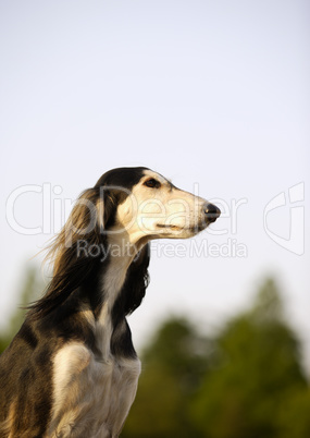 Adorable dogs