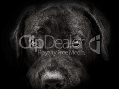 dark muzzle labrador dog closeup. front view