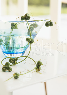 Plants and Herbs Interior Decoration