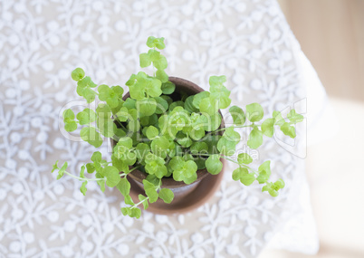 Plants and Herbs Interior Decoration