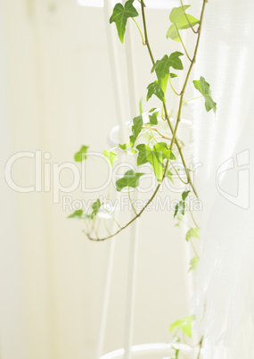 Plants and Herbs Interior Decoration
