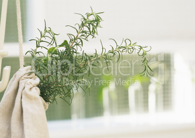 Plants and Herbs Interior Decoration