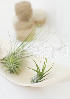 Plants and Herbs Interior Decoration