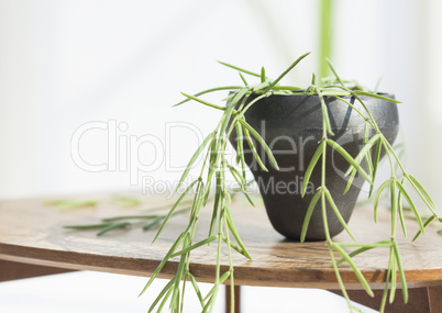 Plants and Herbs Interior Decoration