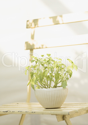 Plants and Herbs Interior Decoration