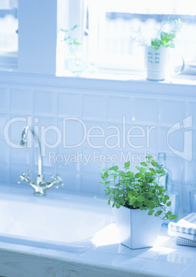 Plants and Herbs Interior Decoration