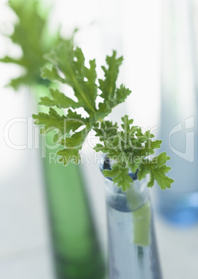 Plants and Herbs Interior Decoration