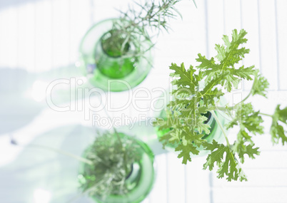 Plants and Herbs Interior Decoration