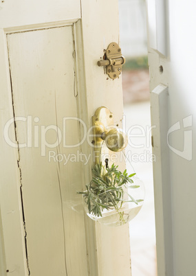 Plants and Herbs Interior Decoration