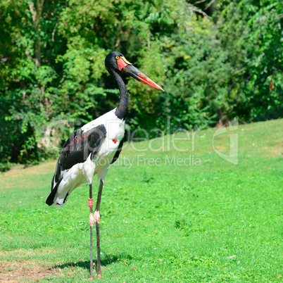 black stork in the summer park