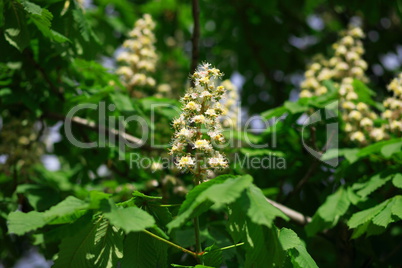 chestnut at spring