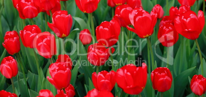 red tulip at spring