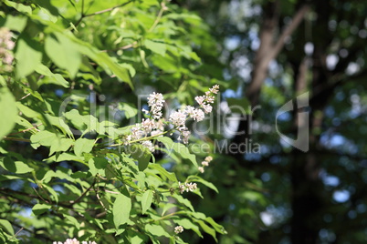 lilac at spring