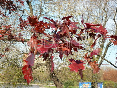 red maple at autumn