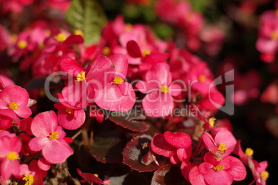 red little flowers