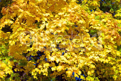 yellow maple leafs on tree