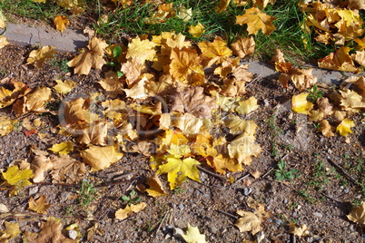 yellow maple leafs on earth