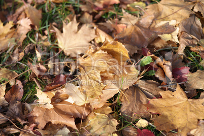 yellow maple carpet at autumn