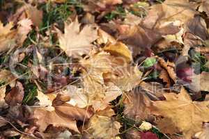 yellow maple carpet at autumn