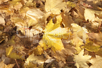 yellow maple carpet at autumn