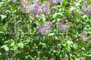 Lilac at Spring