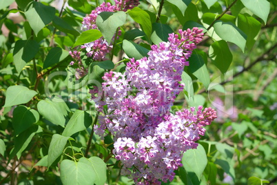 Lilac at Spring