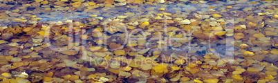 Yellow Birch Leafs on Water