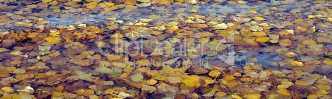 Yellow Birch Leafs on Water