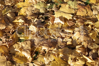 Yellow Maple Carpet at Autumn