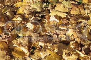 Yellow Maple Carpet at Autumn