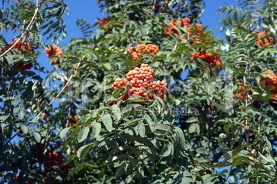 ashberry at dry sunny day