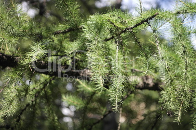 fir tree