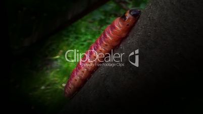 night, the tree was moving multicolored caterpillar