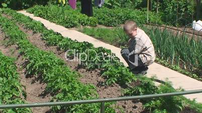 the boy sits in the garden watching the shoots of potatoes