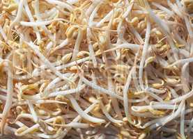 Mung bean sprouts vegetables