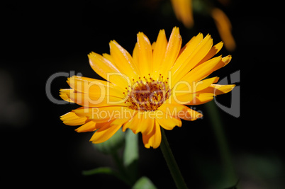 Beautiful yellow flower