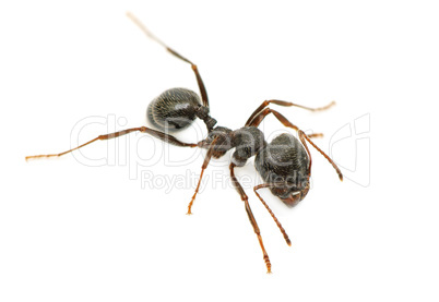 black ant