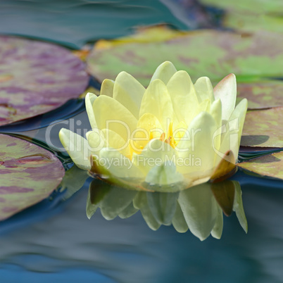 yellow water lily in lake