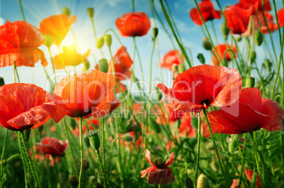 poppies field in rays sun