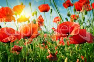 poppies field in rays sun