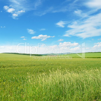 spring meadow and blue sky