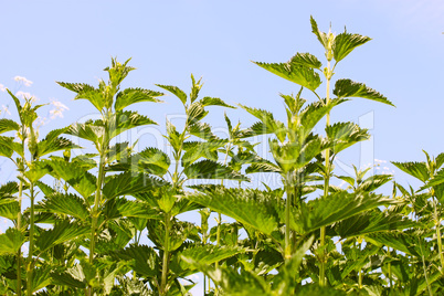 Stinging nettle young plants