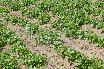 Potato rows in garden