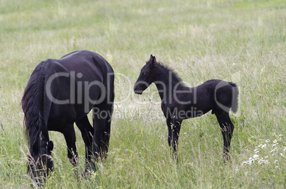 Mare With Black Colt On Pasture