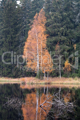 Autumn Birch by the Lake