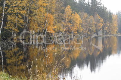 Autumn Birches on the Shore of Lake