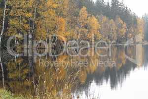 Autumn Birches on the Shore of Lake