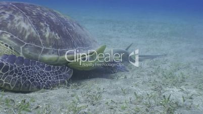 Green Turtle and Pilot fish